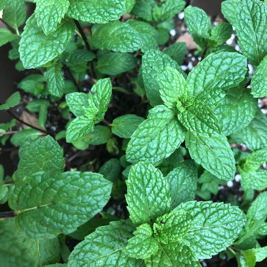 How to start gardening today (in Central Texas)