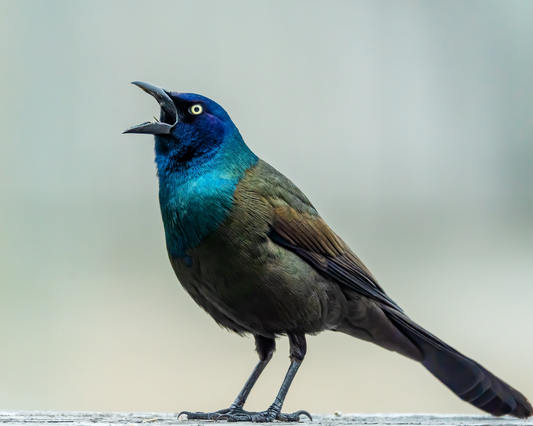 Texas grackle bird candles