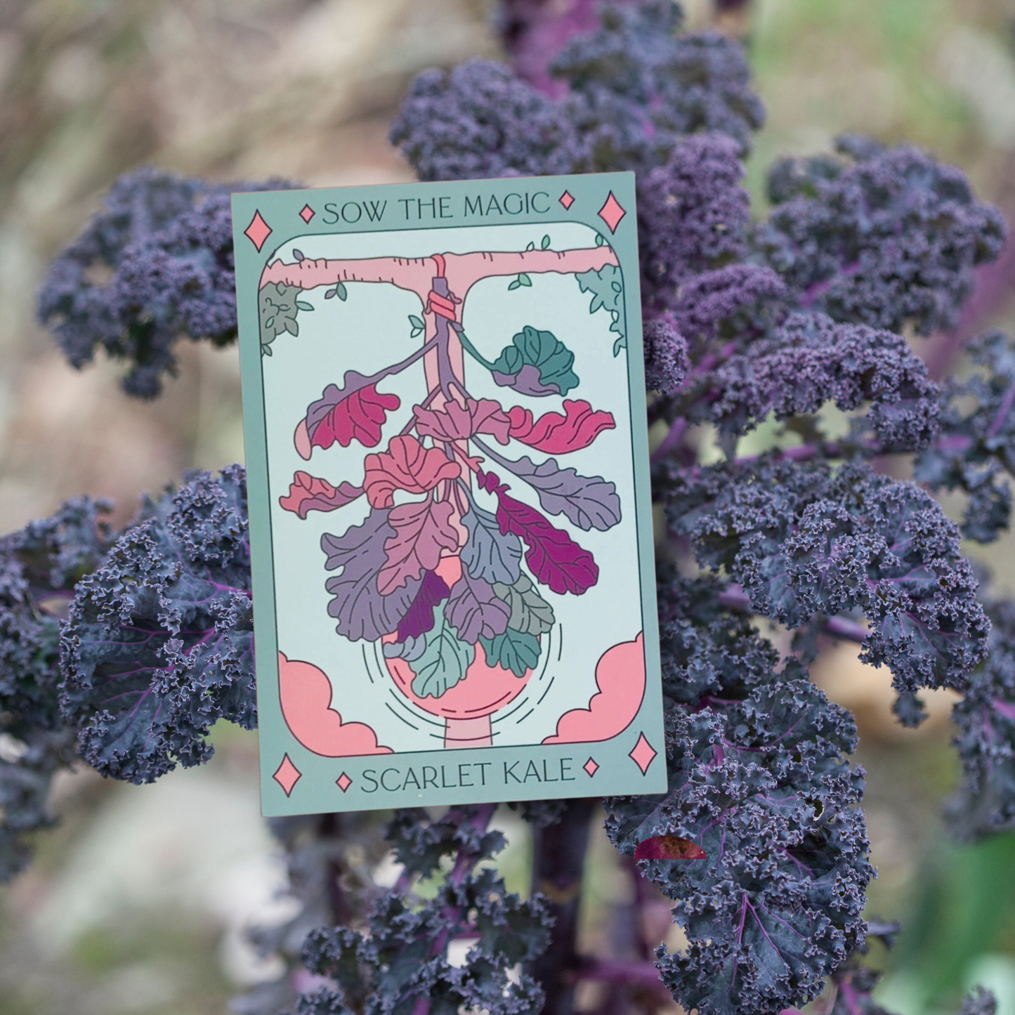 Sow the Magic Scarlet Kale Tarot Seed Packet