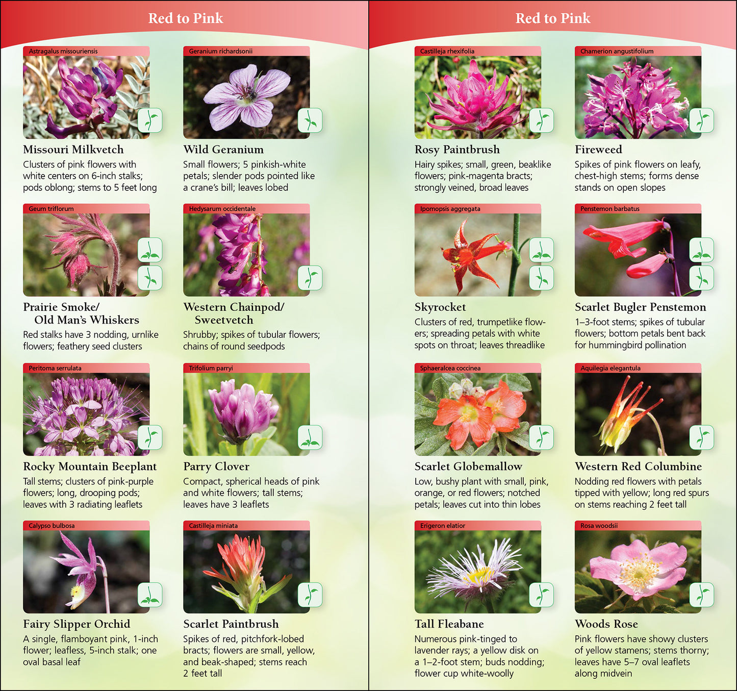 Wildflowers of Texas Quick Guide