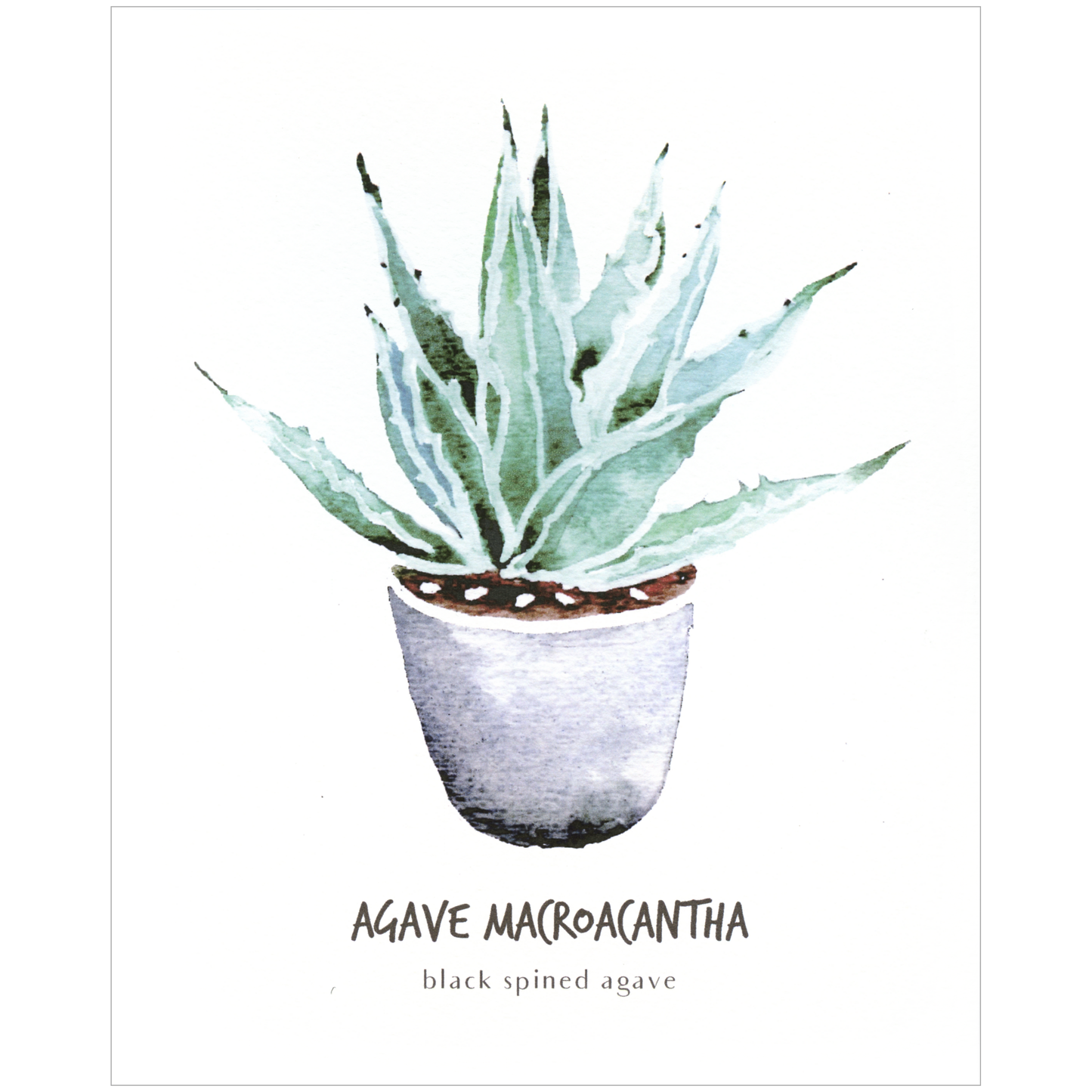 Little Green Press ATX Agave Macroacantha Botanical Print