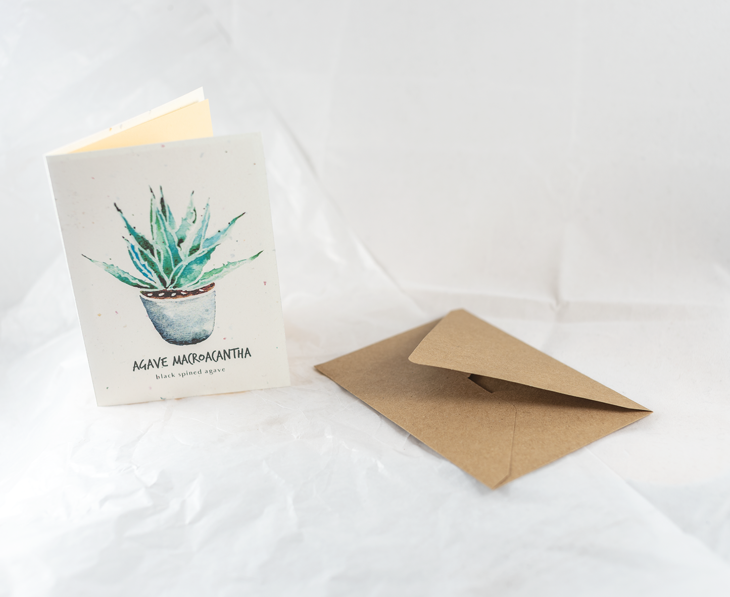 Little Green Press ATX Agave Macroacantha Botanical Card