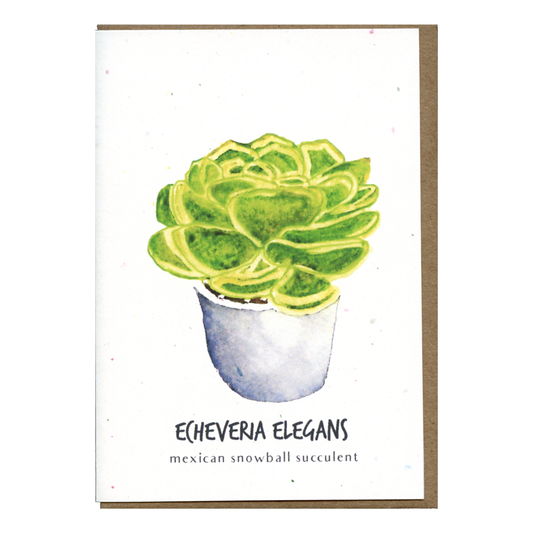 Little Green Press ATX Echeveria Elegans Botanical Card