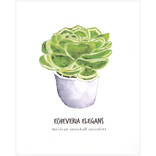 Little Green Press ATX Echeveria Elegans Botanical Print
