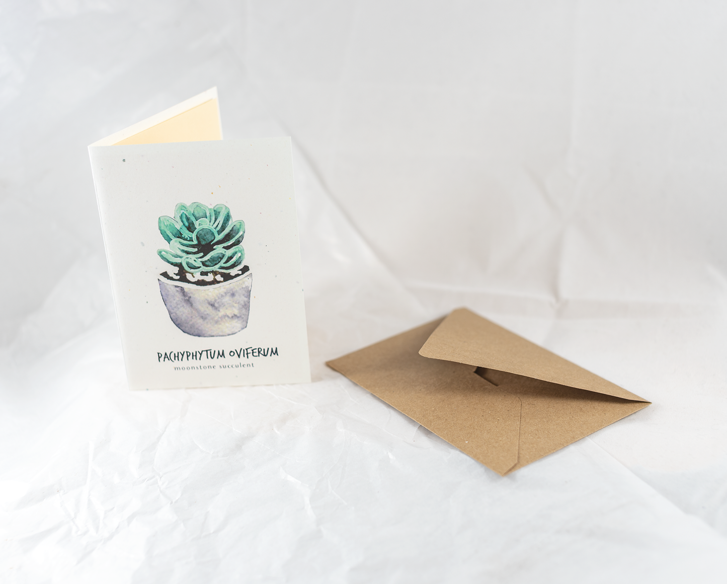 Little Green Press ATX Pachyphytum Oviferum Botanical Card