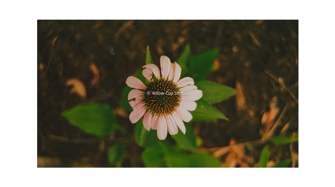 Yellow Cup Studios Waking Flower Print