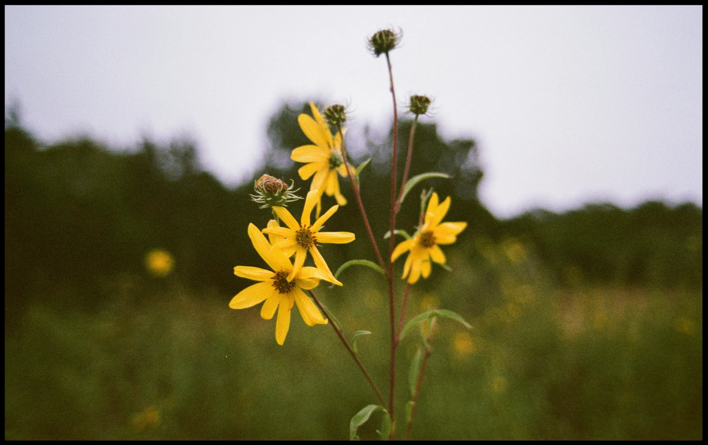 Yellow Cup Studios Yellow Flower Print