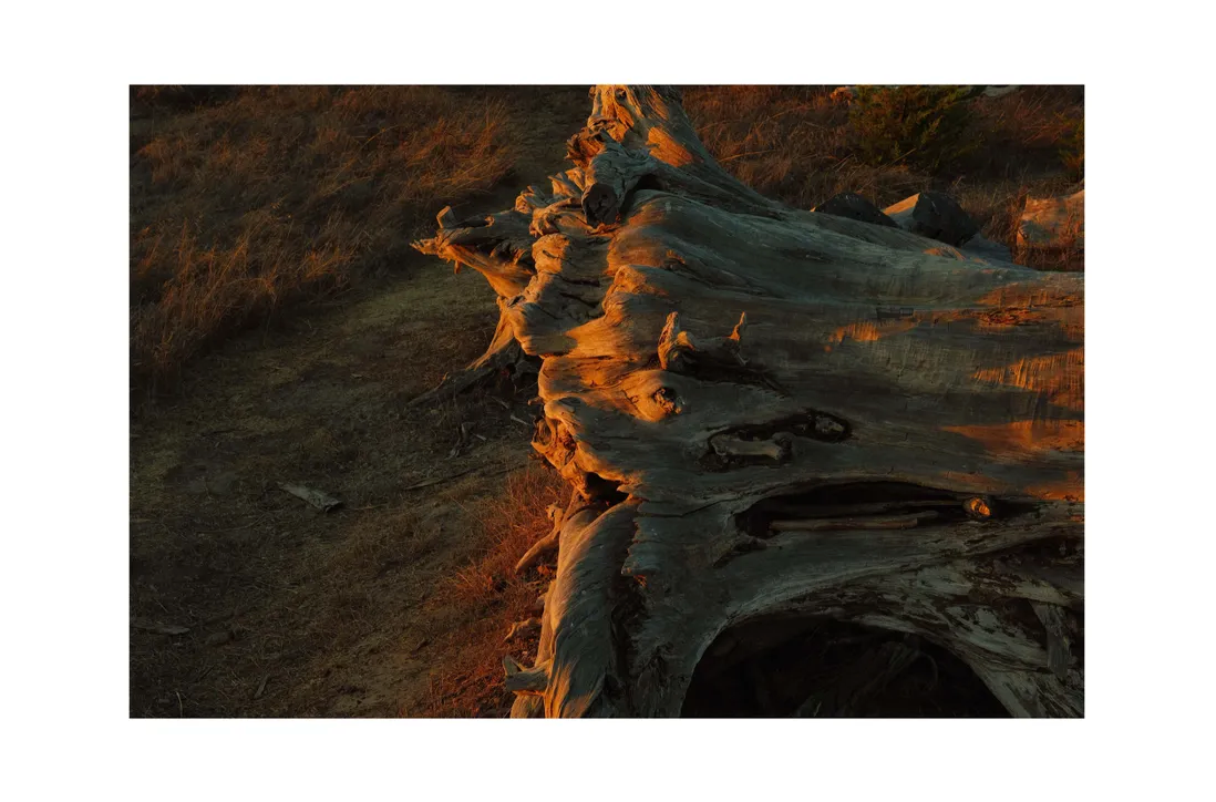 Yellow Cup Studios Central Sunset Print