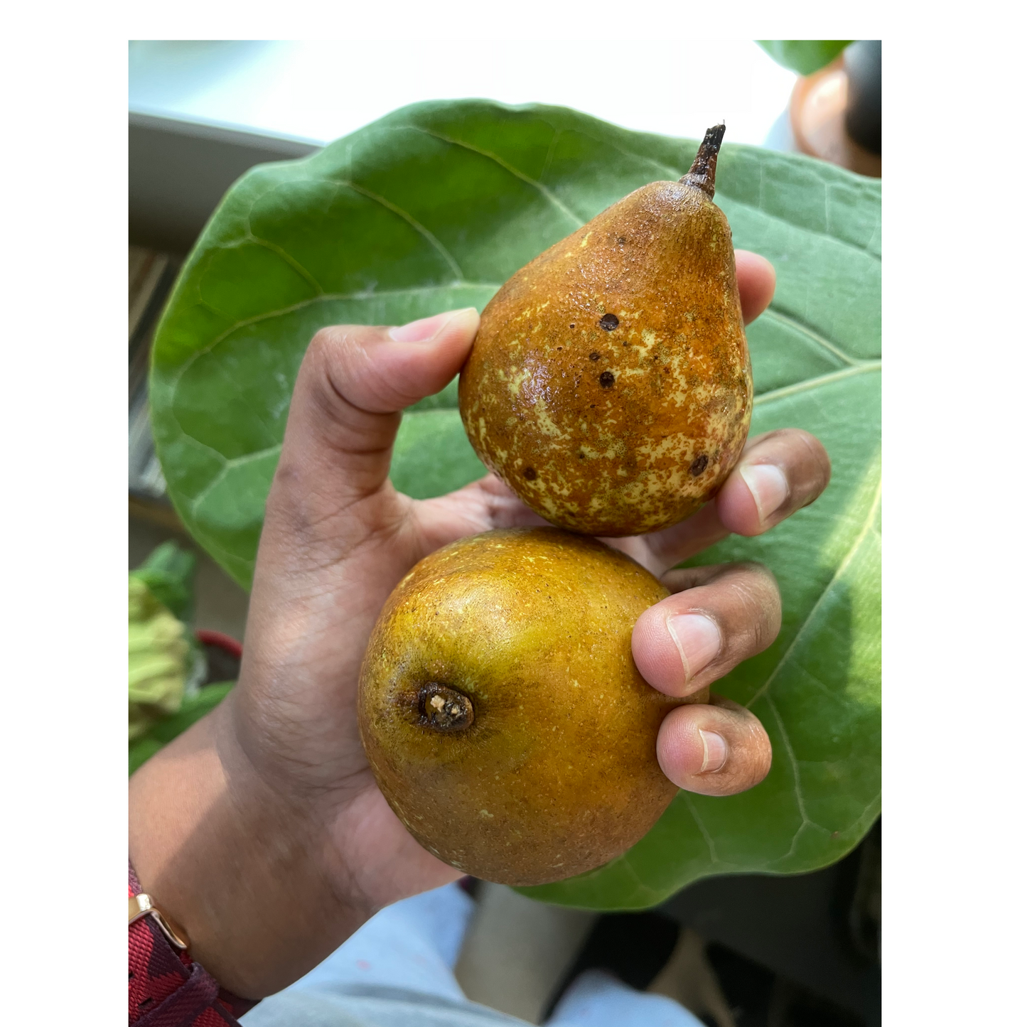 Brandied Pears Workshop 12.8.23
