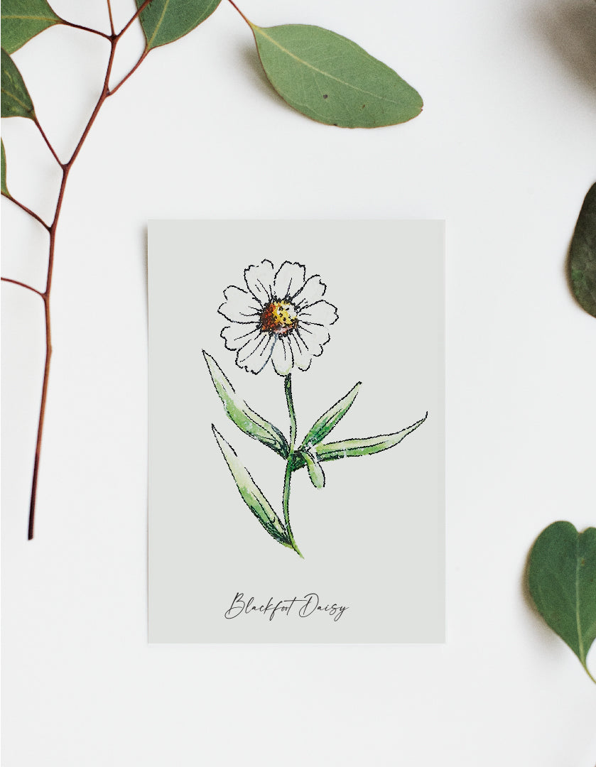 Where'd The Wild Things Go Blackfoot Daisy Print