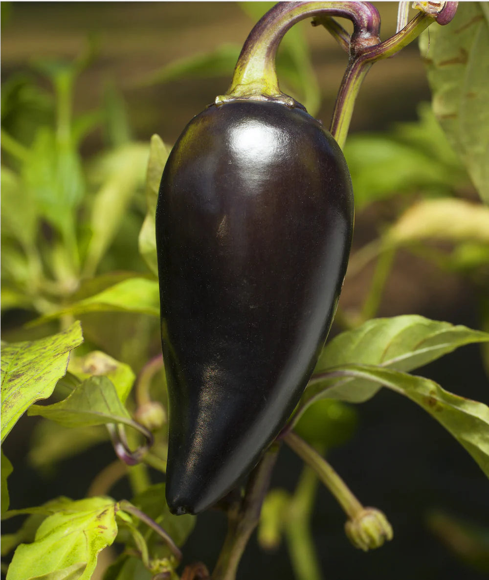 Sow the Magic Black Hungarian Jalapeno Tarot Seed Packet