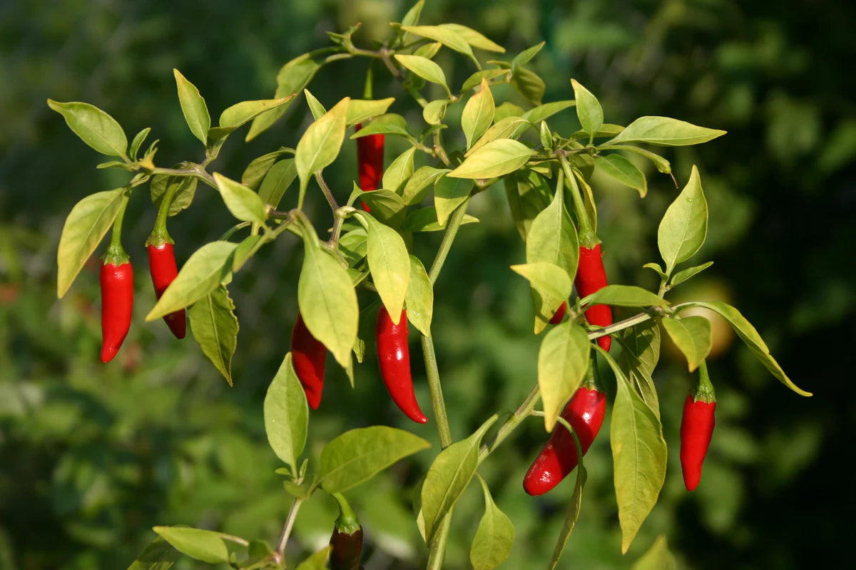 Sow the Magic Cayenne Pepper Tarot Seed Packet