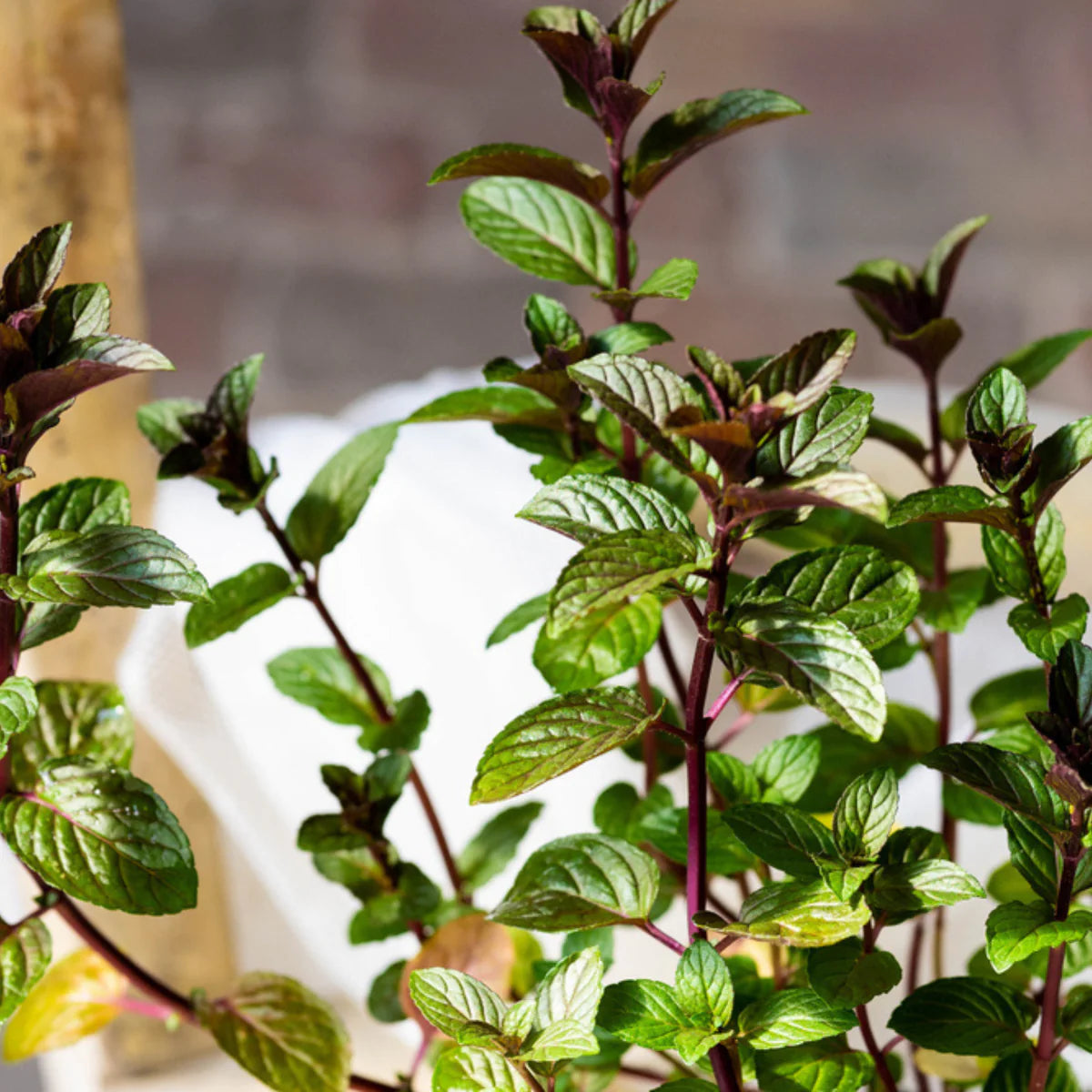 Sow the Magic Chocolate Mint Tarot Seed Packet