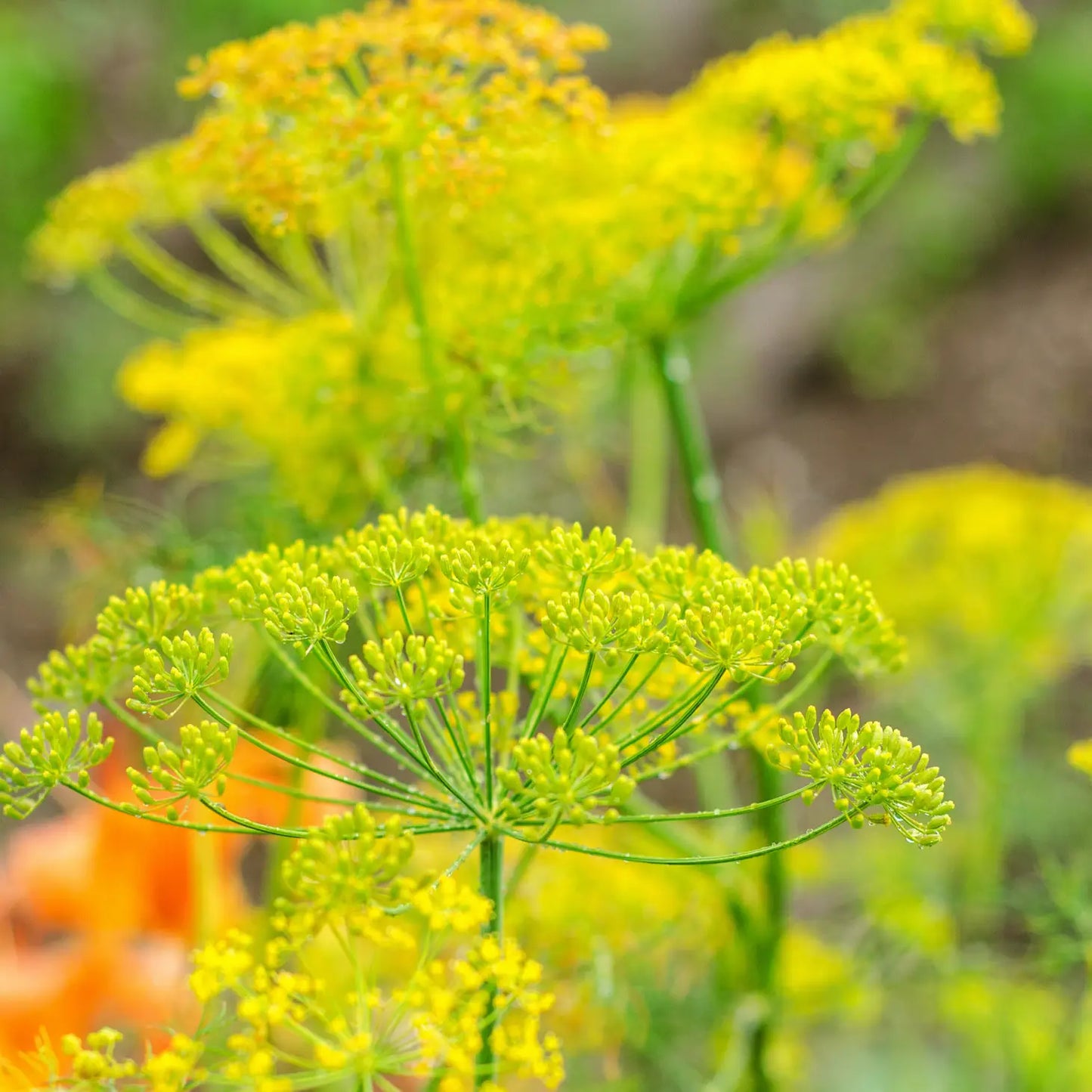 Sow the Magic Bouquet Dill Tarot Seed Packet