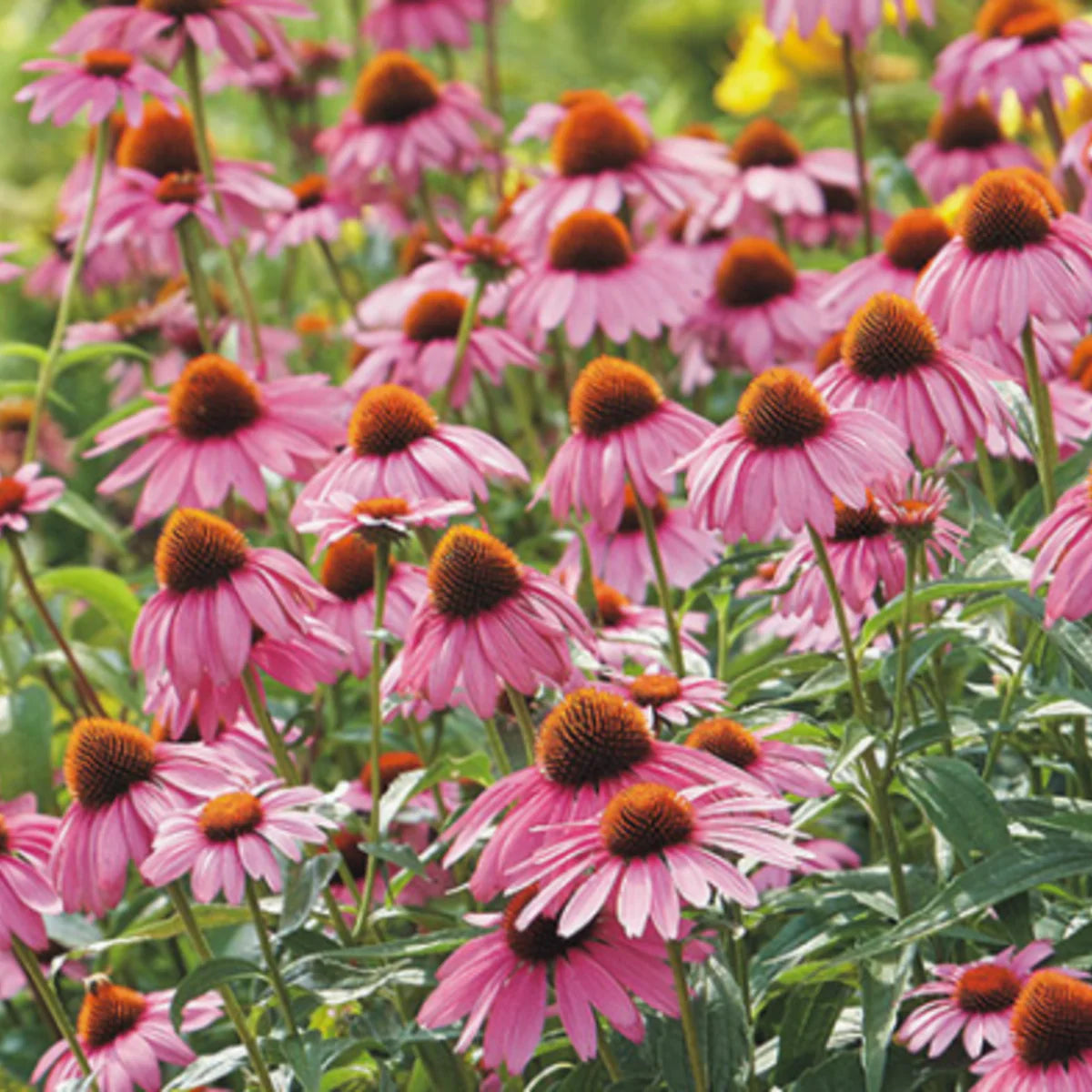 Sow the Magic Strength in Echinacea Flower Tarot Seed Packet