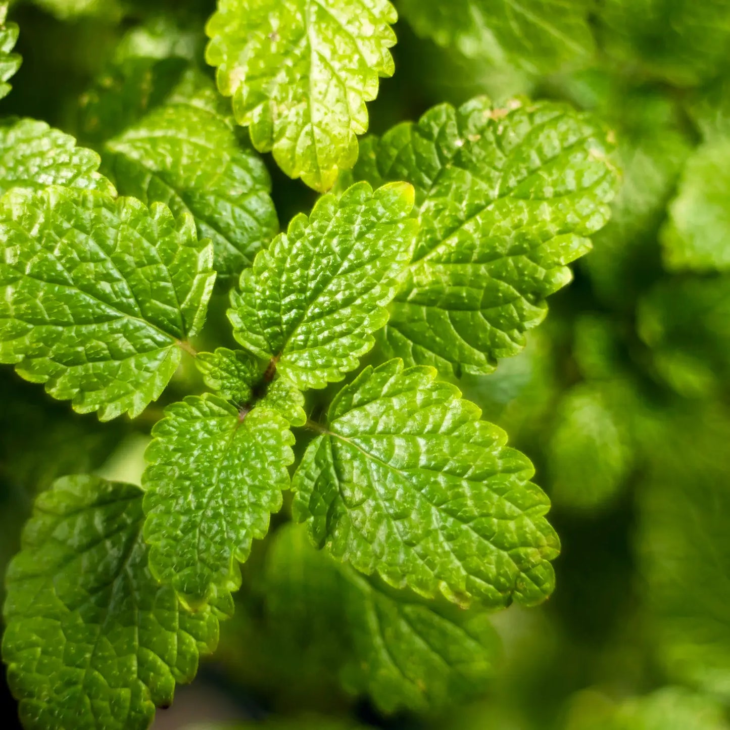Sow the Magic Lemon Balm Tarot Seed Packet