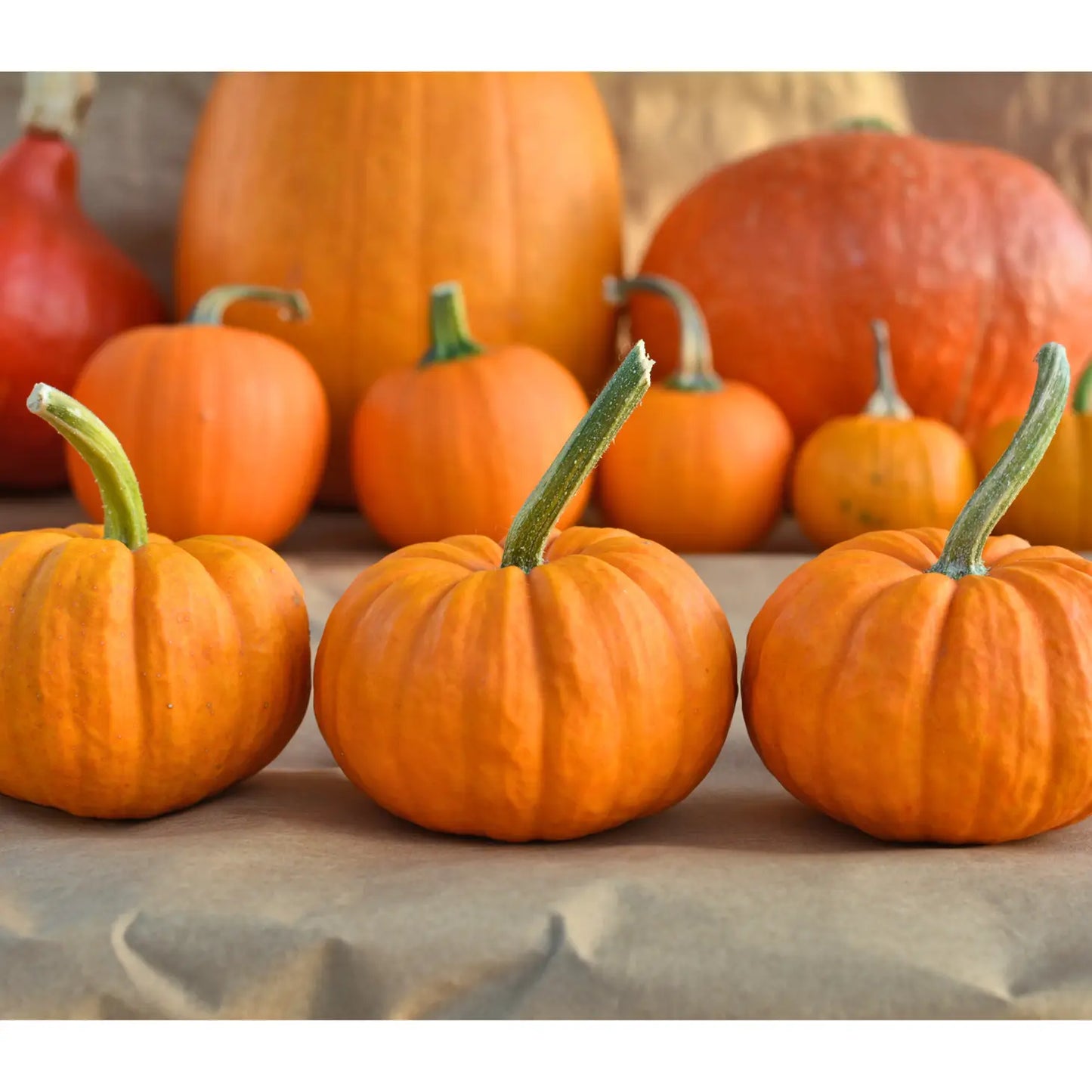 Sow the Magic Jack Be Little Pumpkin Tarot Seed Packet