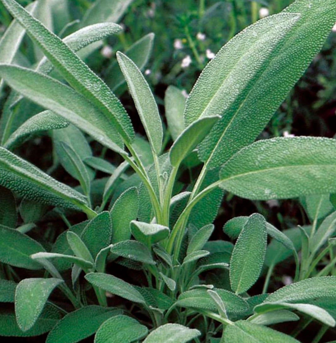 Sow the Magic Broadleaf Sage Tarot Seed Packet