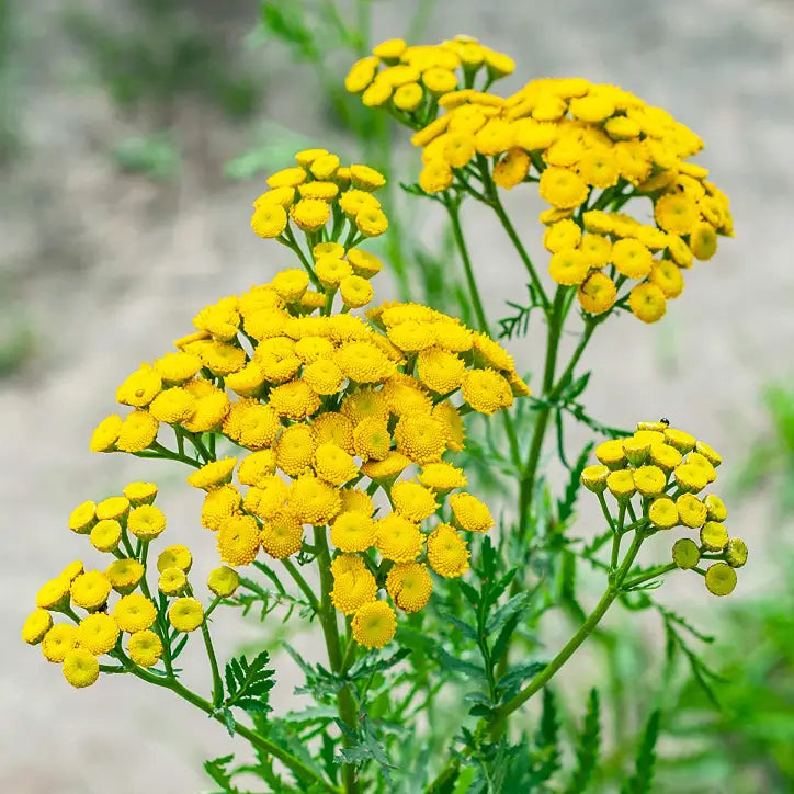 Sow the Magic Tansy Tarot Seed Packet