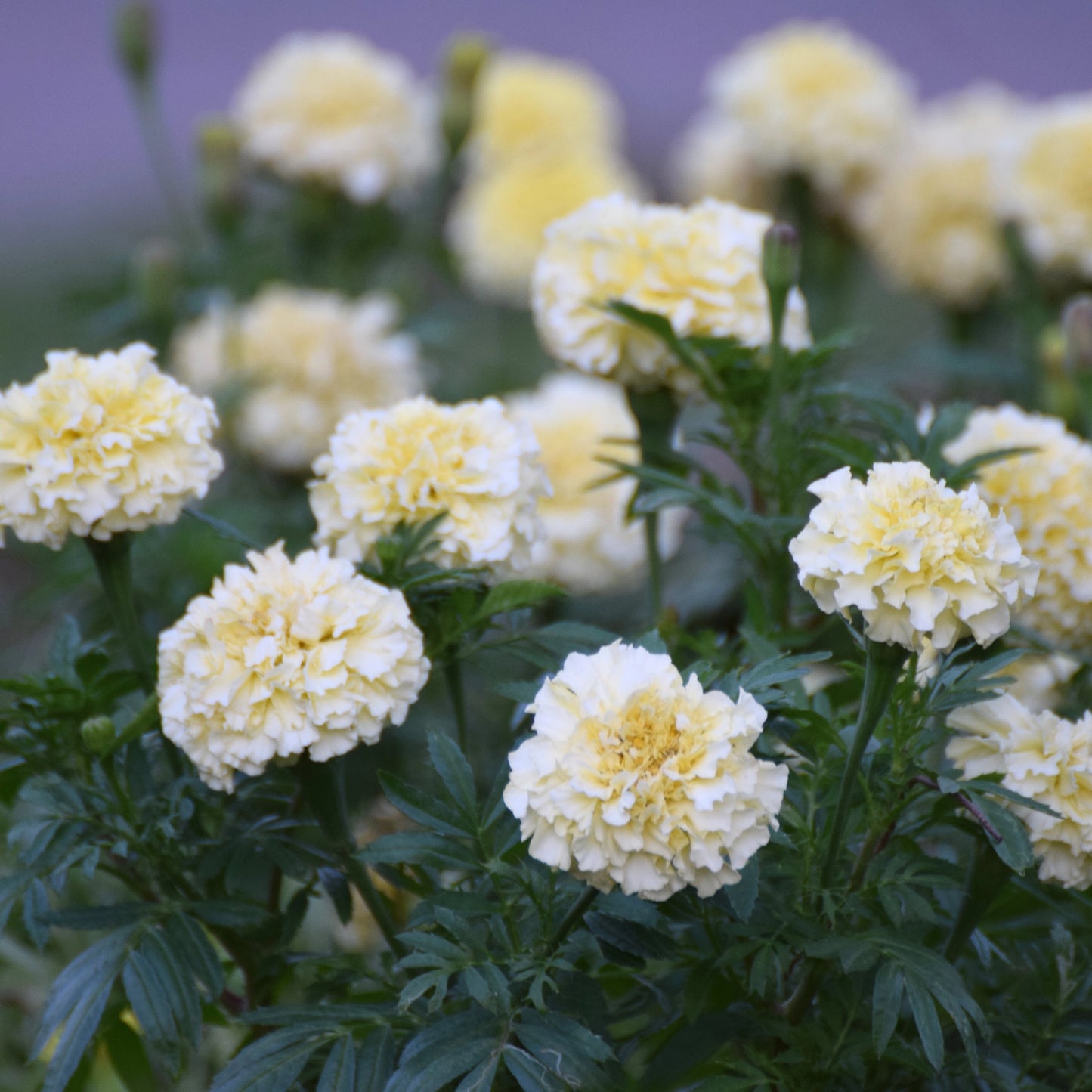Sow the Magic White Marigold Tarot Seed Packet