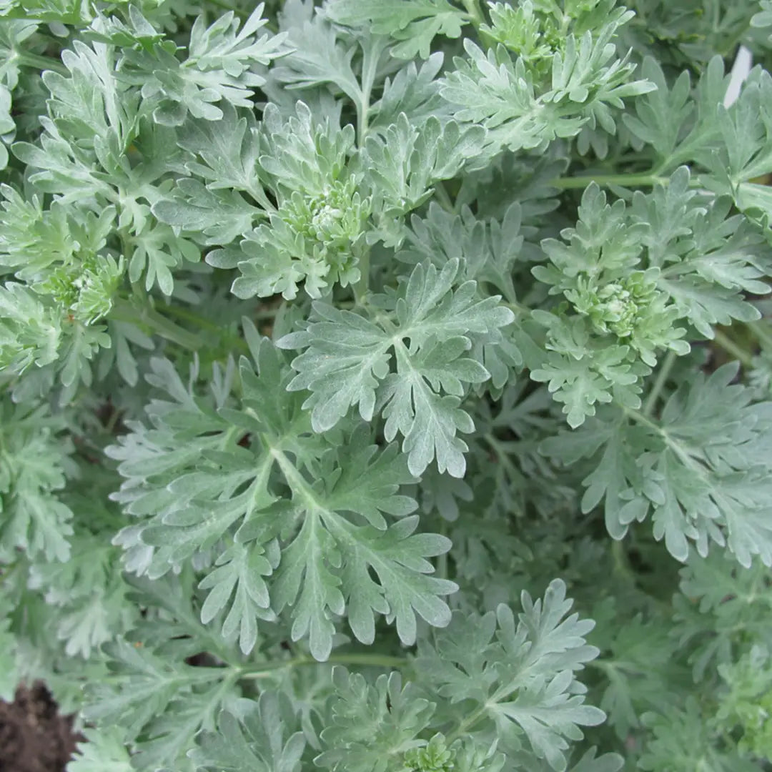 Sow the Magic Wormwood Mugwort Tarot Seed Packet