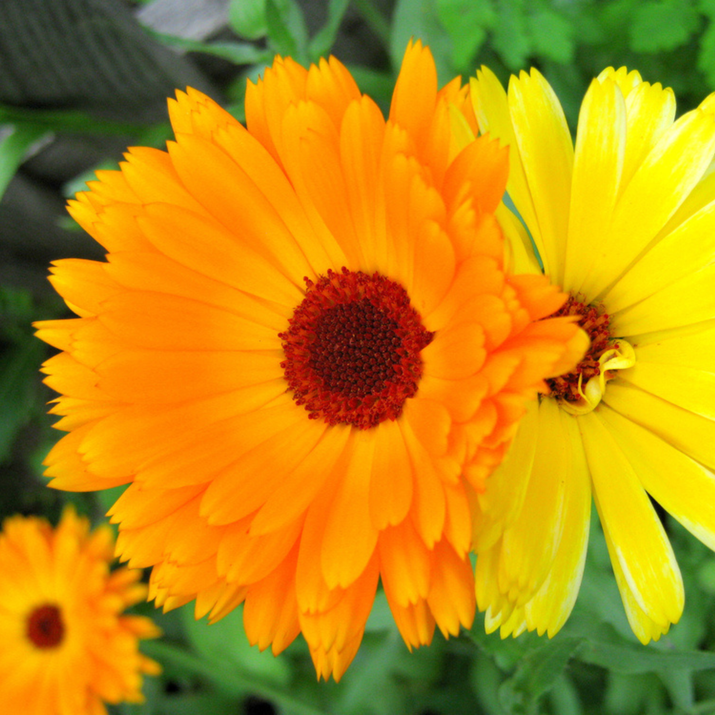 Sow the Magic Calendula Tarot Seed Packet