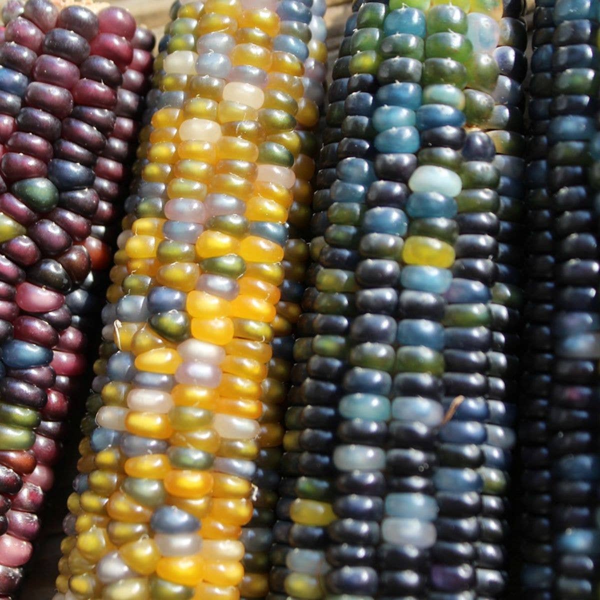 7th Street Candle Co Glass Gem Corn Tarot Seed