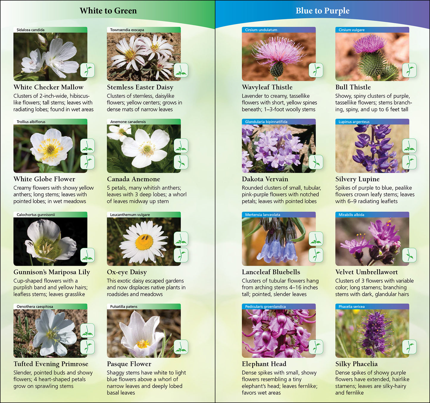 Wildflowers of Texas Quick Guide