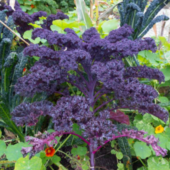 Sow the Magic Scarlet Kale Tarot Seed Packet
