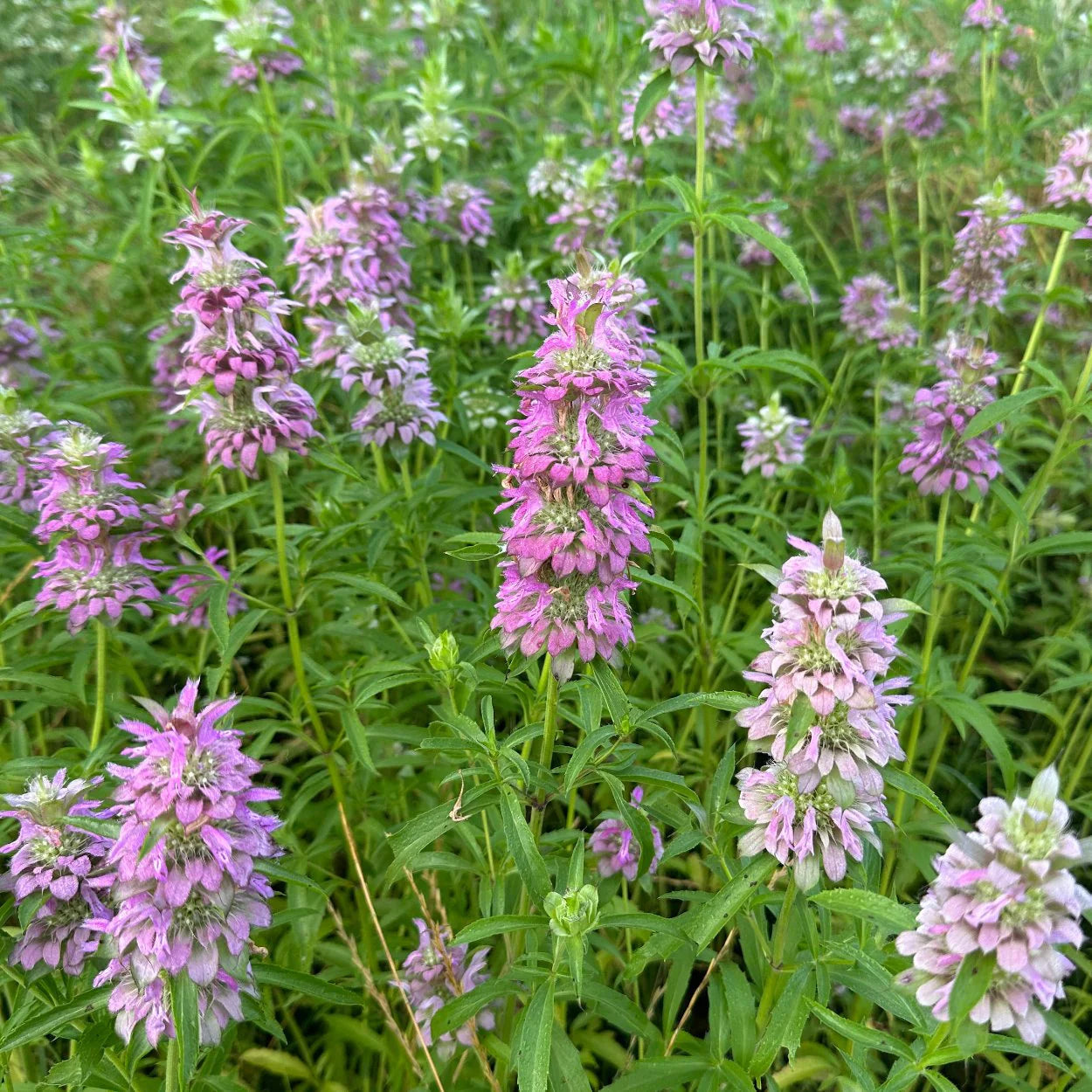Folk Potions Bee Balm Balm