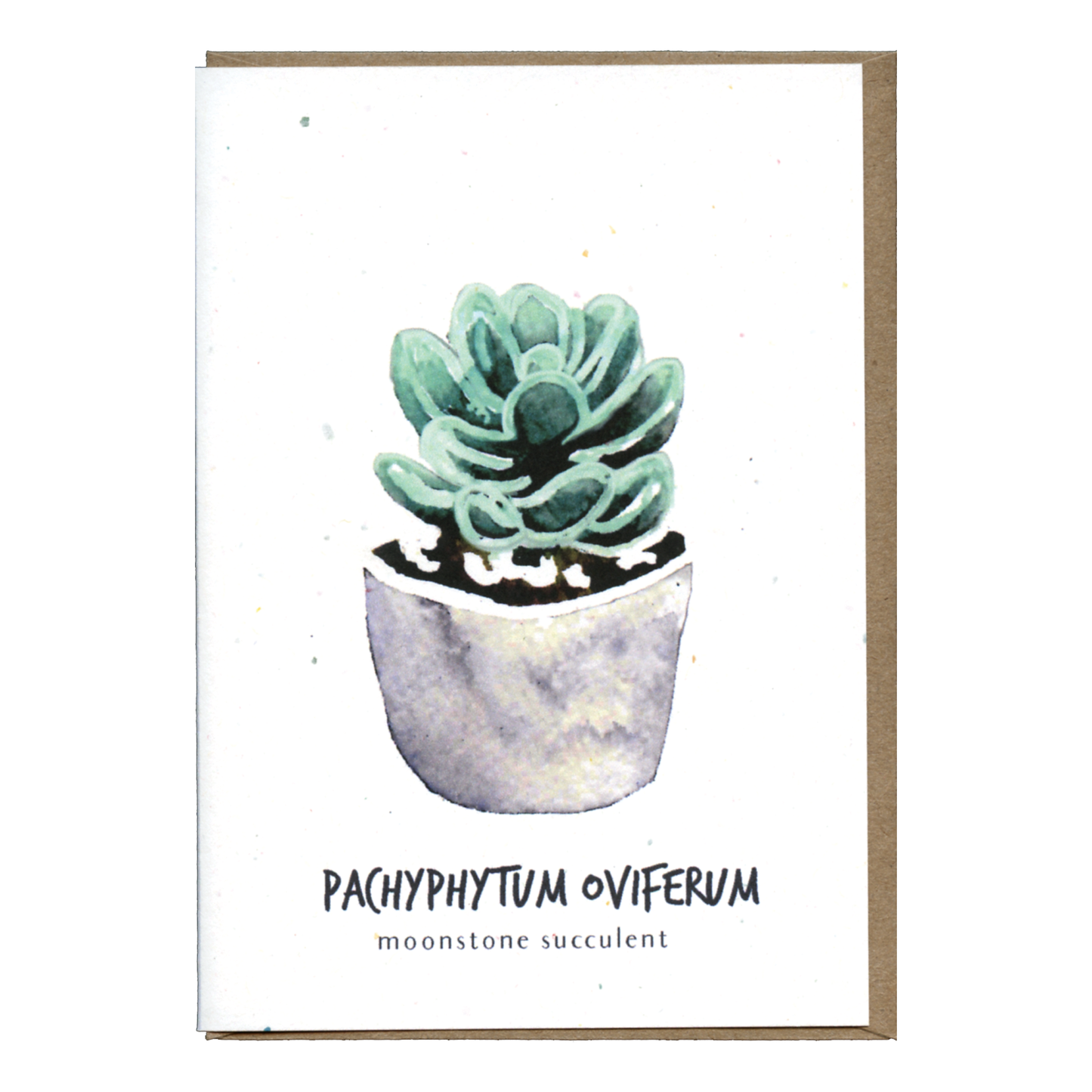 Little Green Press ATX Pachyphytum Oviferum Botanical Card