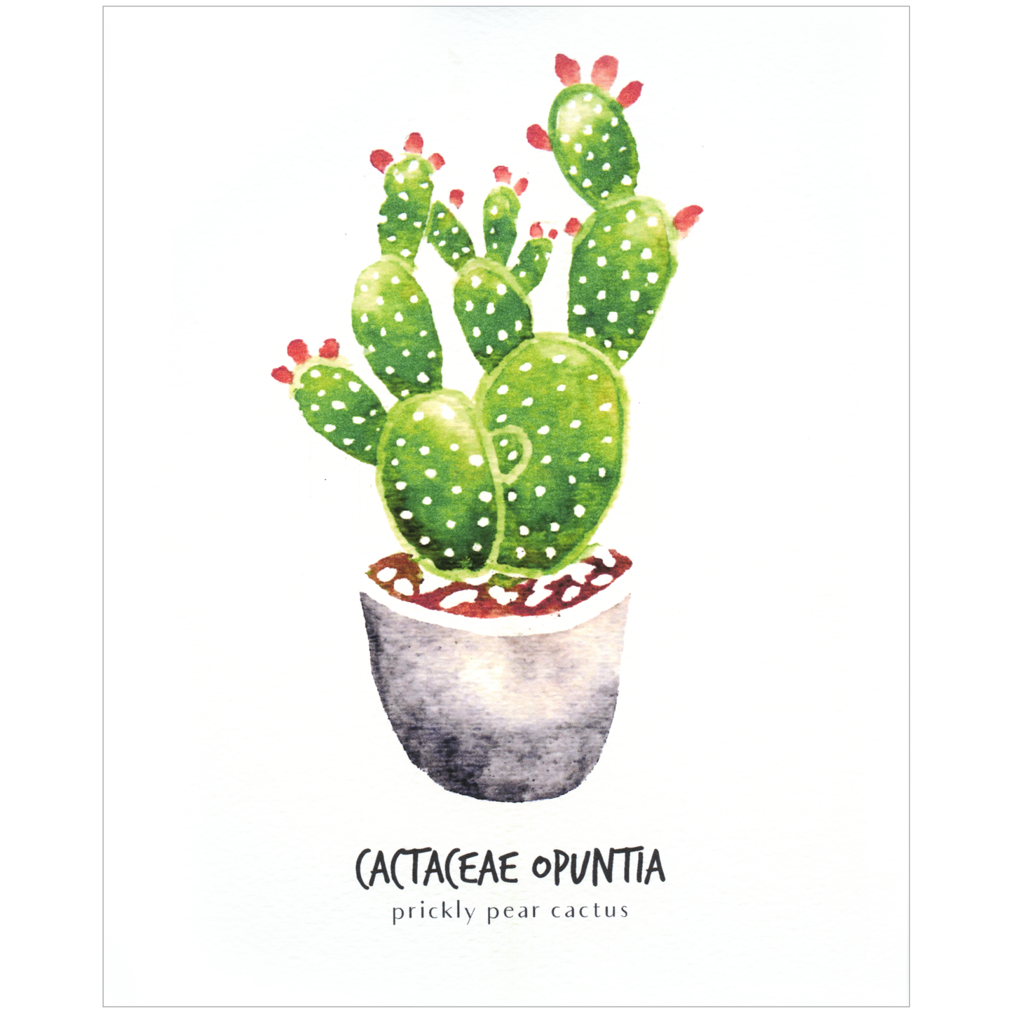 Little Green Press ATX Cactaceae Opuntia Botanical Print
