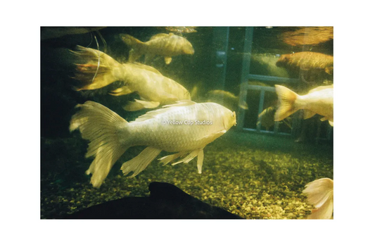Yellow Cup Studios Mystic Fish Print