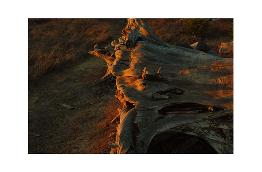 Yellow Cup Studios Central Sunset Print