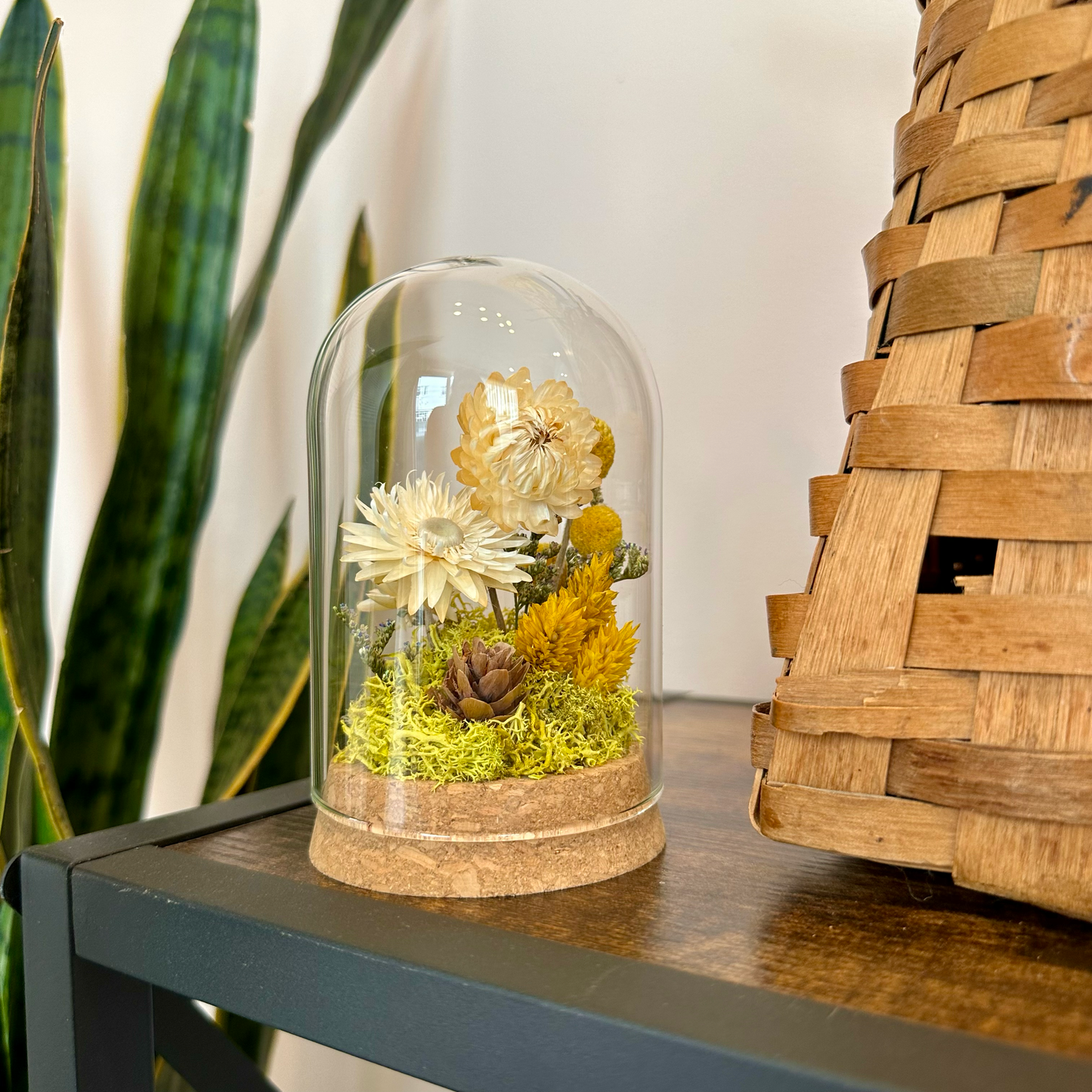 CA Studios Large Botanical Glass Terrarium - Honeyglow