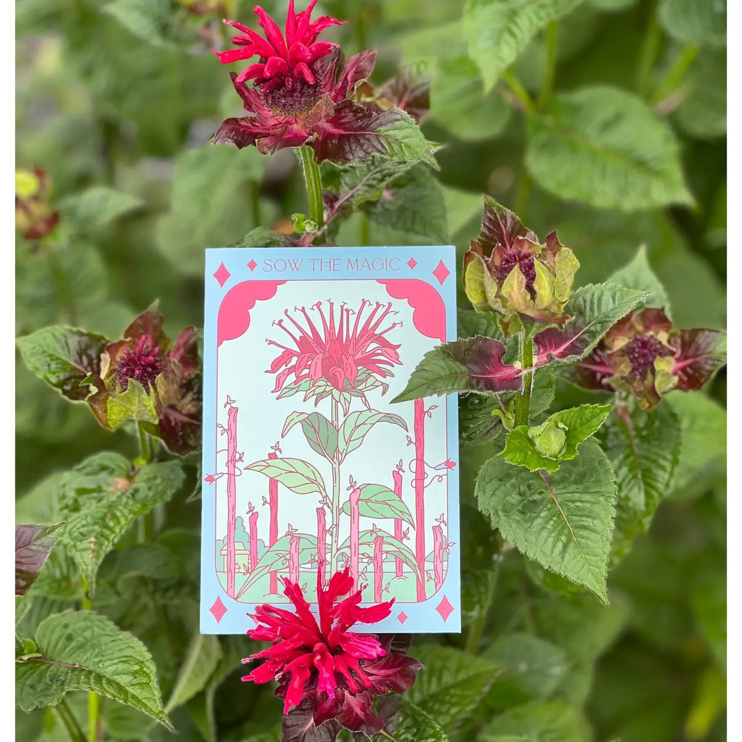 Sow the Magic Bee Balm Tarot Seed Packet