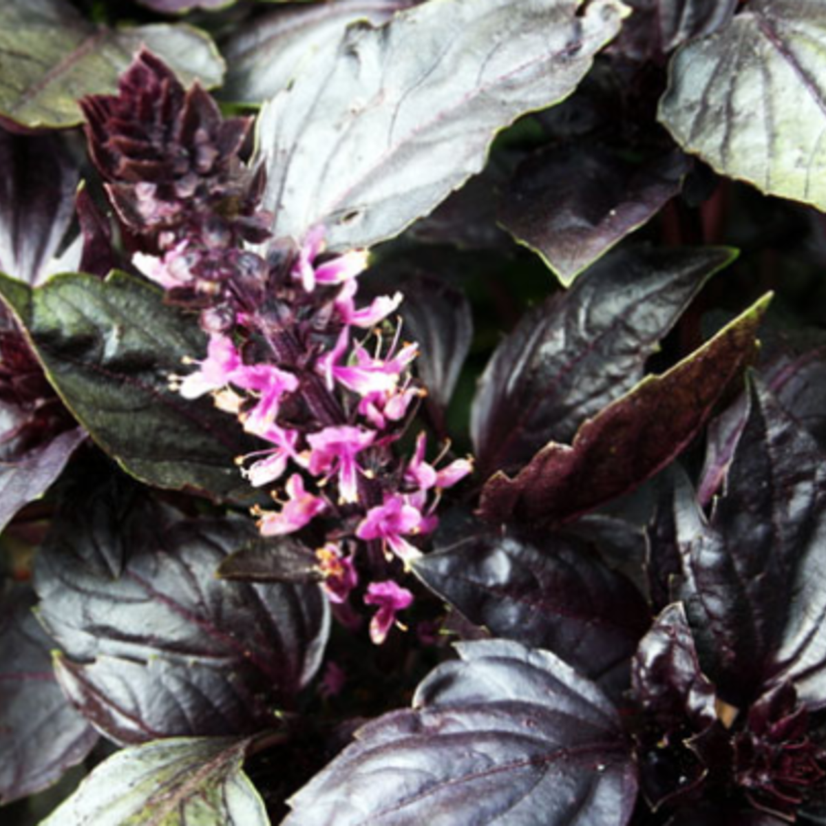 Sow the Magic Purple Dark Opal Basil Tarot Seed Packet