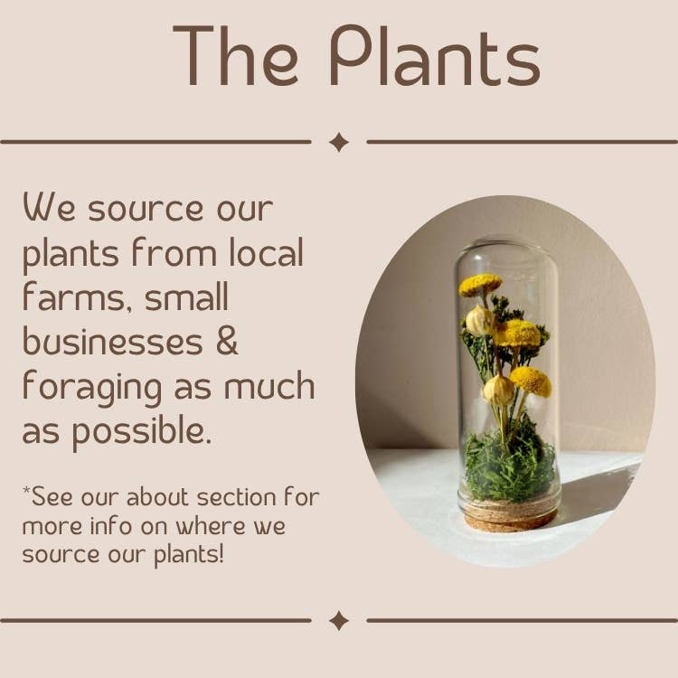 CA Studios Large Botanical Glass Terrarium - Honeyglow
